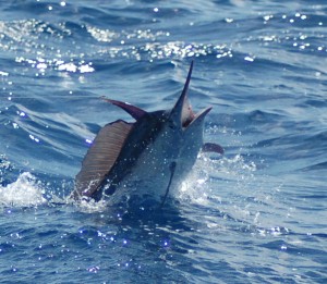 Cape Bowling Green Black Marlin