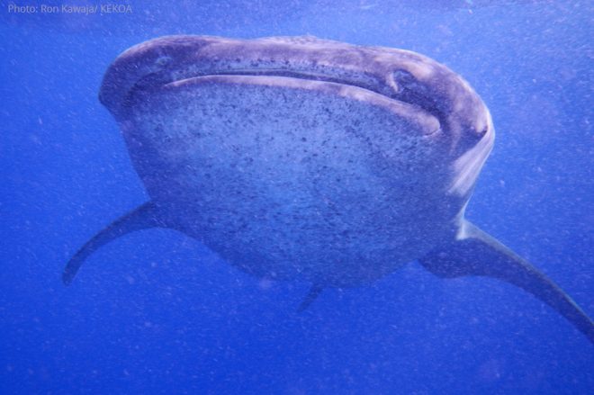 whale-shark