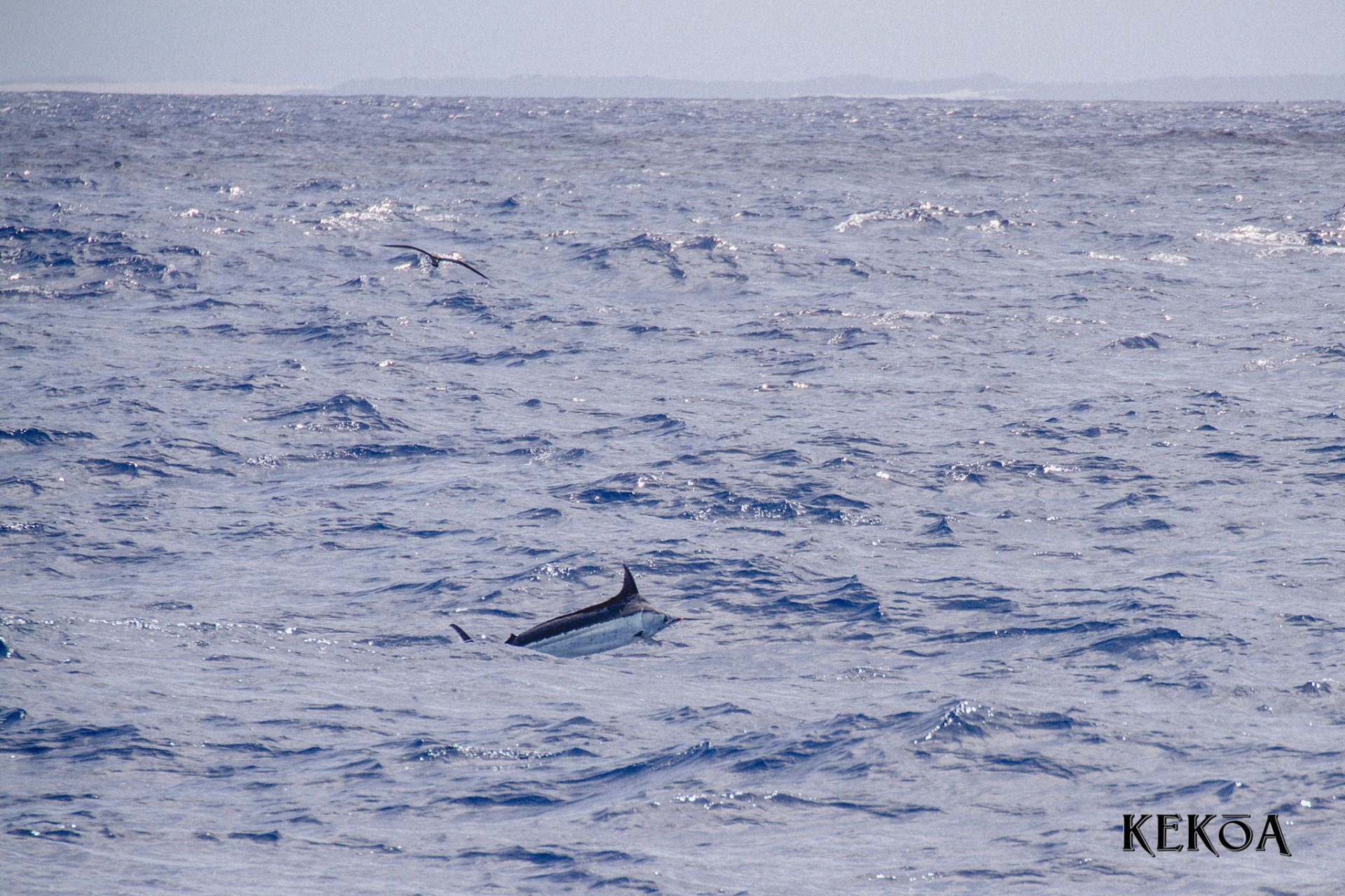 Heavy tackle blue marlin, black marlin, striped marlin at Fraser Island -  KEKOA Sports Fishing Charters