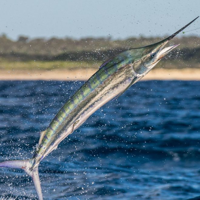 Juvenile black marlin jumping with sand of Fraser island behind.