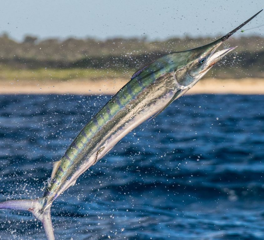 Juvenile black marlin jumping with sand of Fraser island behind.